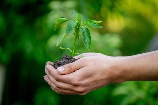 the farmer plants a plant, pepper seedlings. Selective focus
