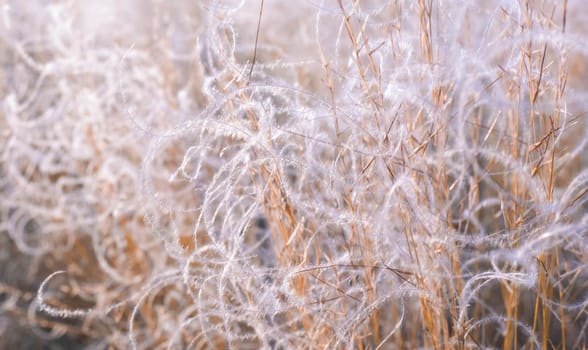 Abstract natural background of soft plants. Pampas grass feather grass, boho style of dry reeds. Fluffy stalks of tall grass.