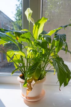 close-up of the green leaves of a spathiphyllum houseplant, yellowed and withered. Home plant care concept. Hobby, home gardening. Diseases of domestic plants.