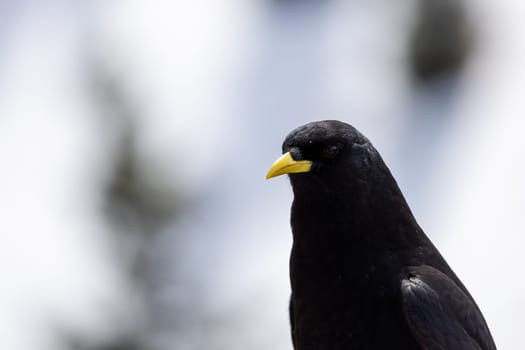 A closeup of a blackbird perched on a wooden fence