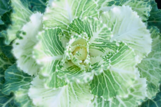 Top view of curly rosette decorative purple cabbage growing in a flower bed. High quality photo