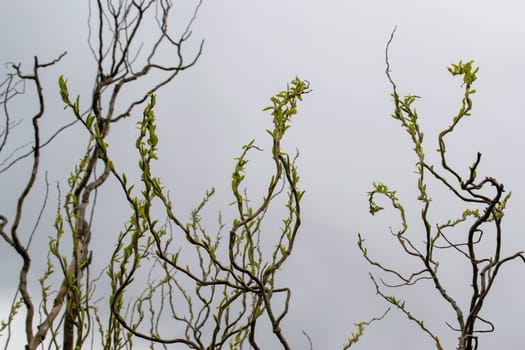 A tree branch with green leaves and the word maple on it. High quality photo