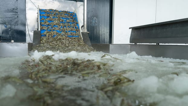 Conveyor transporting white shrimp in a tank of frozen water at a seafood production plant