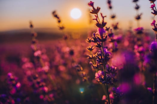 Lavender flower blooming scented fields in endless rows. Selective focus on Bushes of lavender purple aromatic flowers at lavender field. Abstract blur for background.