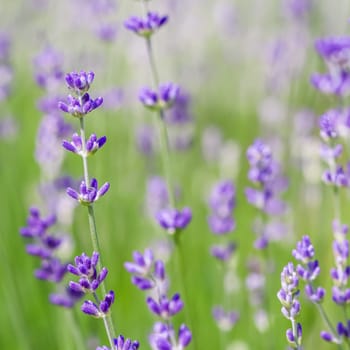 Background from violet lavender in the garden. Soft focus