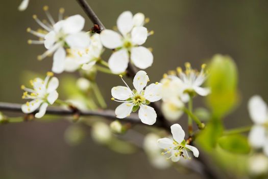 Defocused floral background with cherry blossoms on green leaves.