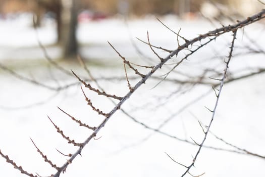 Dry branches of a bush on a background of snow close up