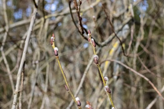Spring buds of willow in forest close up