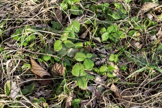 Spring green leaves of wild strawberry in yellow grass close up