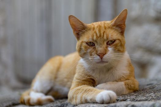 A cat sitting on top of a stone pavement at street old medieval town of Kotor, Montenegro