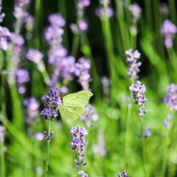 Beautiful yellow Gonepteryx rhamni or common brimstone butterfly on a purple lavender flower in a sunny garden.