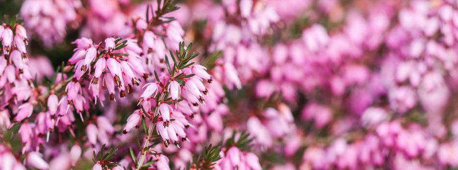 Pink Erica carnea flowers (winter Heath) in the garden in early spring. Floral background, botanical concept