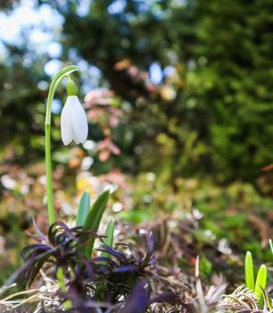 Spring is coming. The first snowdrop (Galanthus nivalis) blooms in my garden on a beautiful sunny day