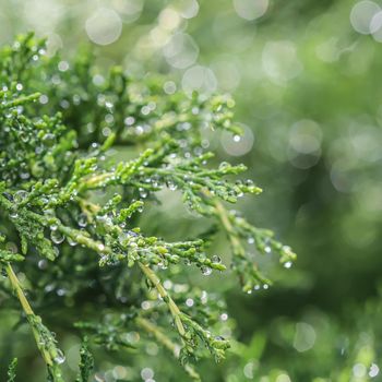 Texture, background, pattern of green branches of decorative coniferous evergreen juniper with rain drops. Bokeh with light reflection. Natural backdrop