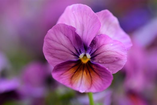 Close-up of one purple pansy against a blurred background