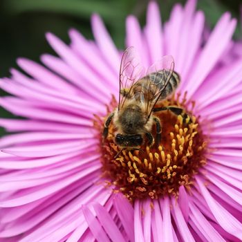 Beautiful pink flowers of autumn aster with a bee in the garden