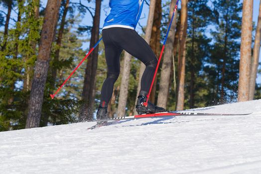 Cross-country skiing in sunny winter day. cross country skiing, close-up. skiing in winter pine forest. training day