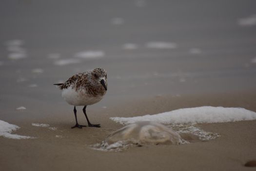 Calidris alba - Sanderling at the beach in the water