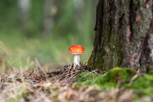 An inedible mushroom is a red fly agaric near a tree. Forest poisonous mushroom red fly agaric. Beautiful forest background with a red mushroom close-up.