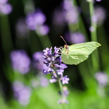 Beautiful yellow Gonepteryx rhamni or common brimstone butterfly on a purple lavender flower in a sunny garden.
