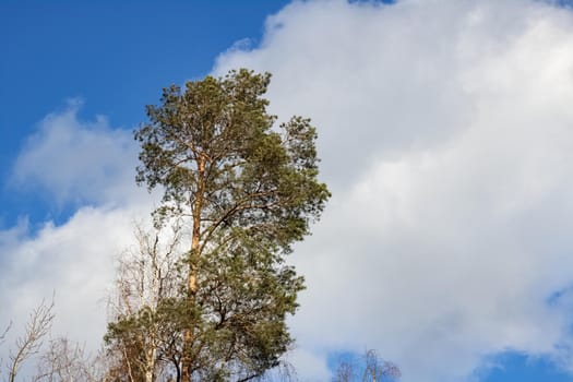 Tall pine on the background of sky and clouds in the sunlight