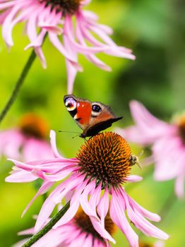 Beautiful colored European Peacock butterfly (Inachis io, Aglais io) and a bee on a purple Echinacea flower in sunny garden