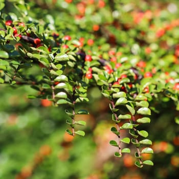 Green leaves on the branches of a horizontal cotoneaster bush in a sunny garden in autumn. Bokeh background