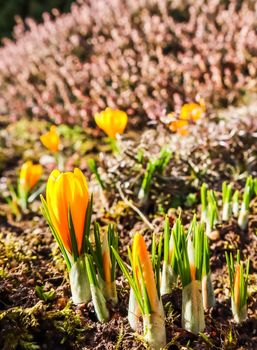 Spring is coming. The first yellow crocuses in my garden on a sunny day