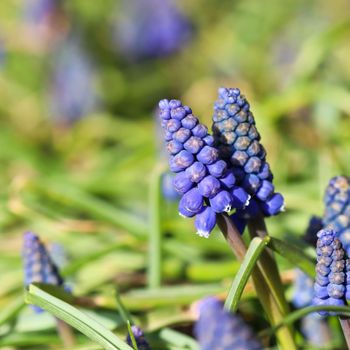 Blue buds flowers Muscari armeniacum or Grape Hyacinth. Viper bow