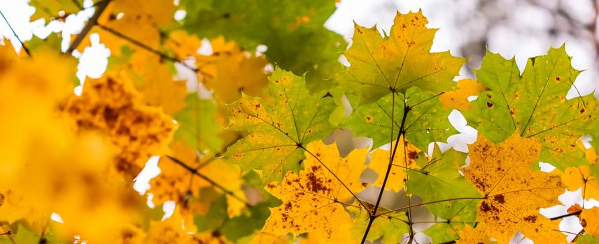 Bright colorful autumn leaves on the maple in sunny day