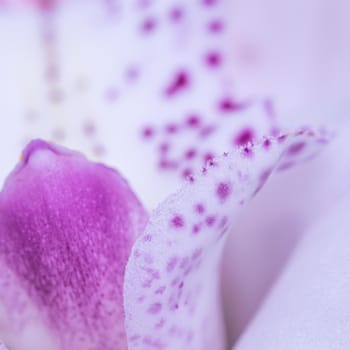 White and violet orchid phalaenopsis flower fragment. Macro floral background.