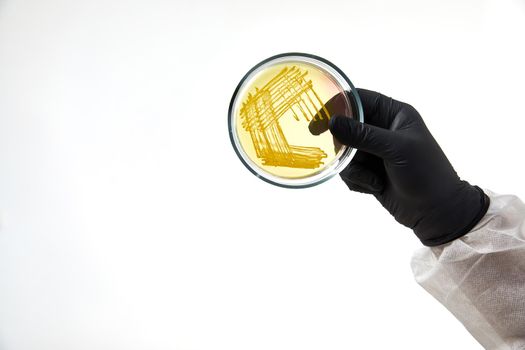 chemist wearing gloves at laboratory. testing process with glass plate and sample. viruses and health care concept. High quality photo