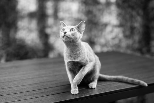 British Shorthair blue cat lying and sitting on a wooden table in green garden.