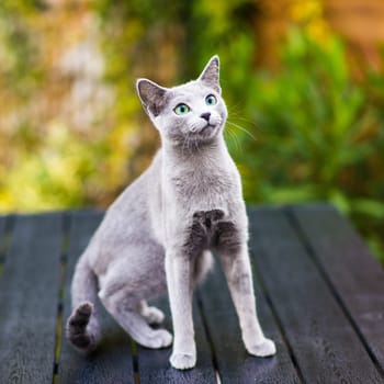 British Shorthair blue cat lying and sitting on a wooden table in green garden.