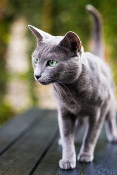 British Shorthair blue cat lying and sitting on a wooden table in green garden.