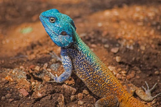 Close-up image of a single male Southern Tree Agama (Acanthocercus atricollis) in Kruger National Park. South Africa