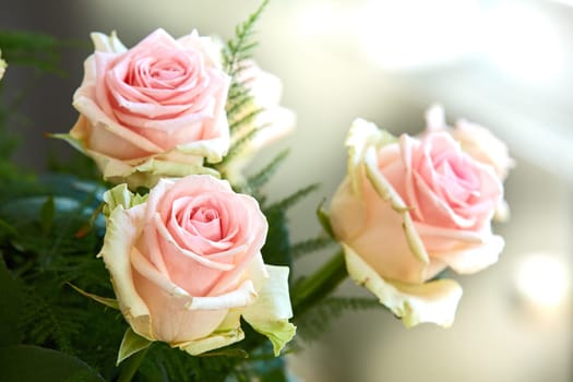 Closeup of bouquet of pink roses, nature and flowers with botany, gift and celebration with romance or friendship. Plant, botanical and love with symbol of affection, natural and floral with blossom.