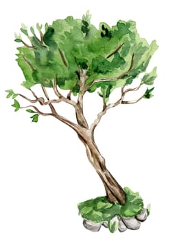 Green tree . Watercolor hand drawn illustration . Perfect for greeting card, poster, wedding invitation, party decor.