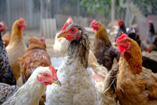 Free Range Chickens on the farm outdoor. download photo