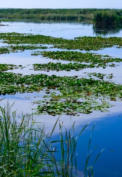 Lake Kugurluy overgrown with aquatic vegetation and white water lily, Ukraine