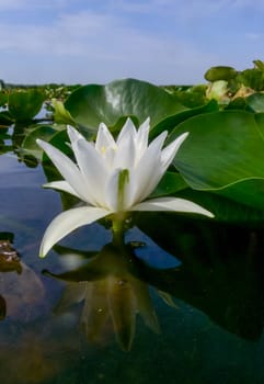 Beautiful white water lily (Nymphaea alba) flowers on the water surface in the lake Kugurluy, Ukraine