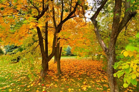 Fragment of beautiful autumn park in Russia