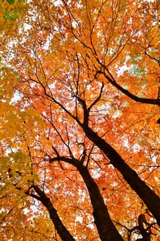 Tops of autumn trees, taken from bottom up