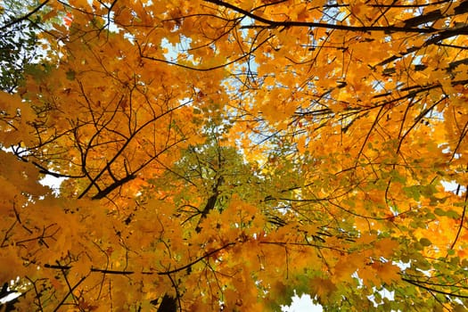 Tops of autumn trees, taken from bottom up