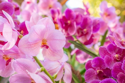Pink color orchid flower in spring day