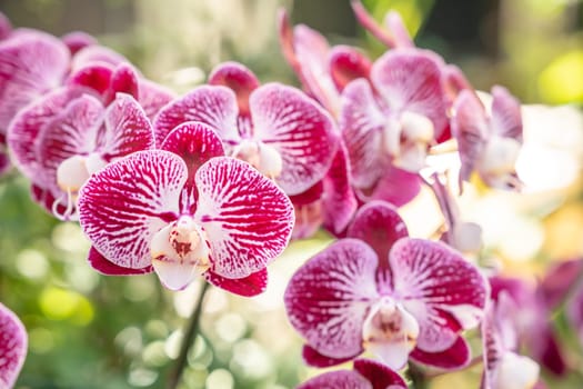 Close-up of orchid flower in garden at winter or spring day, Phalaenopsis orchid.