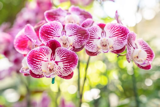 Phalaenopsis orchid hybrids. Beautiful pink orchid blooming in garden with shallow depth of field