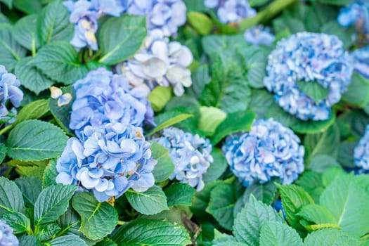 Blue Hydrangeas flowers in the garden