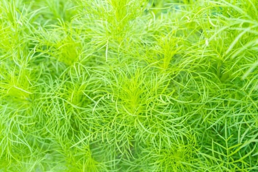 Dog fennel (Eupatorium capillifolium) in the garden