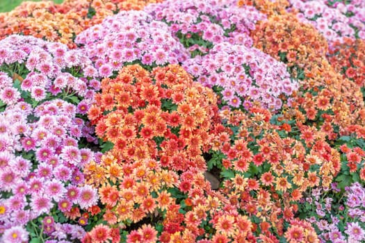 Full frame photograph of a variety of different colored chrysanthemum flowers.